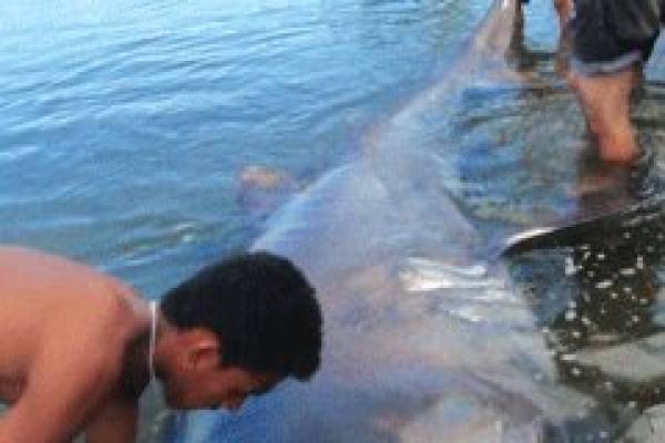 Img: Rare Megamouth shark at