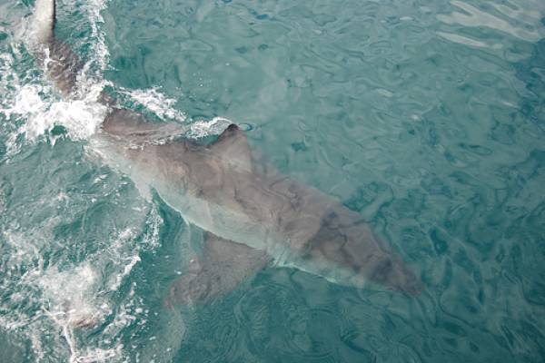 bow shark